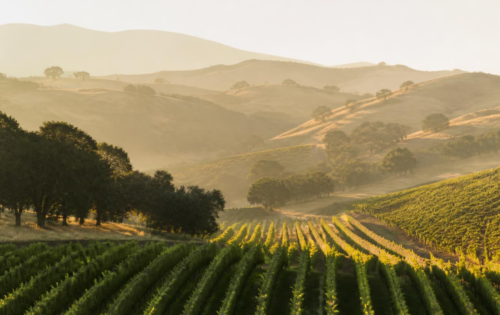 Vignoble californien avec collines dorées et chênes dans la lumière du matin